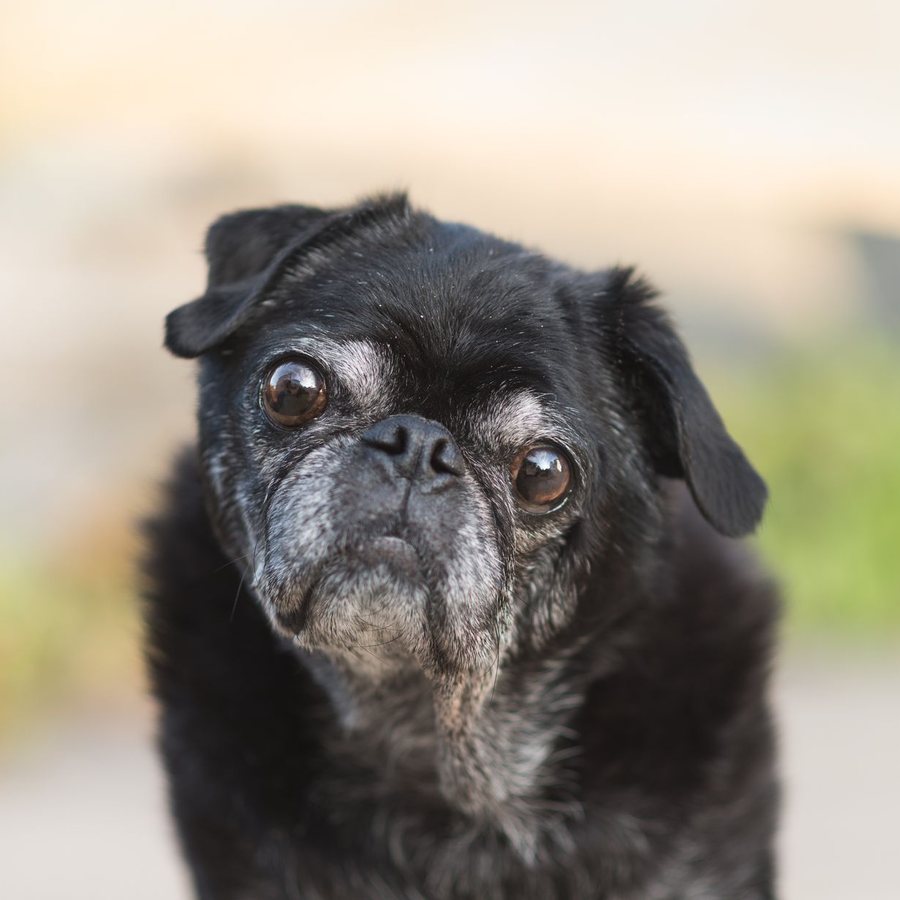 Example stock photo: a black pug