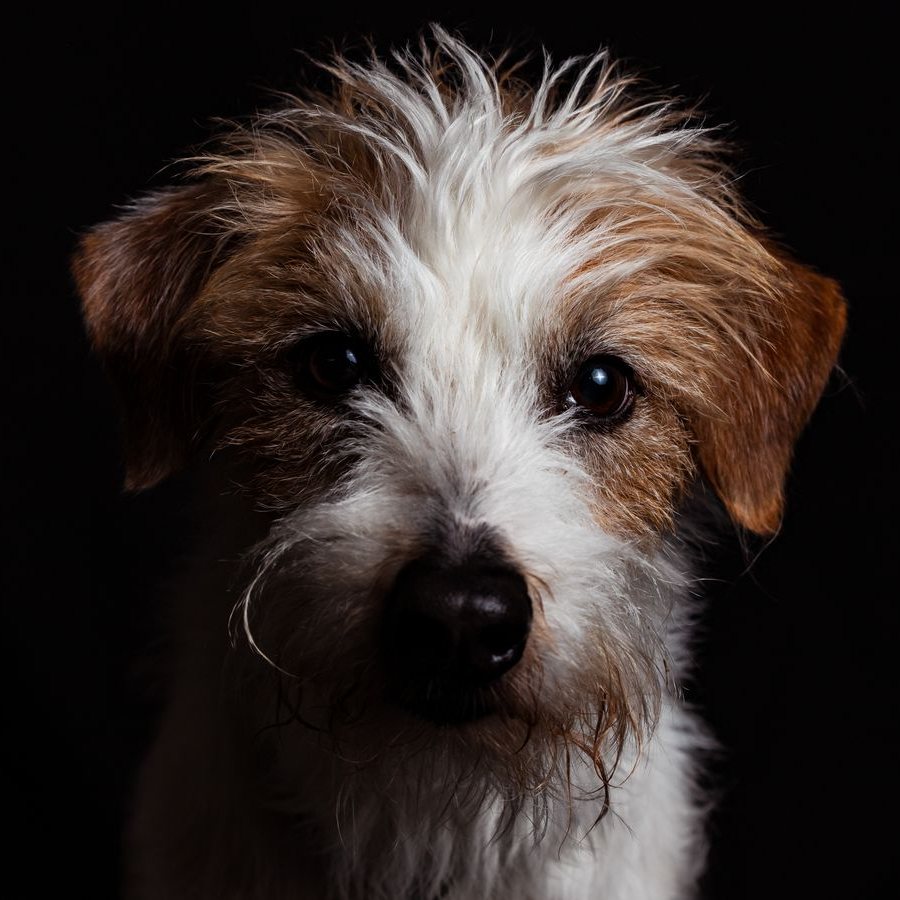 Example stock photo: a scruffy terrier