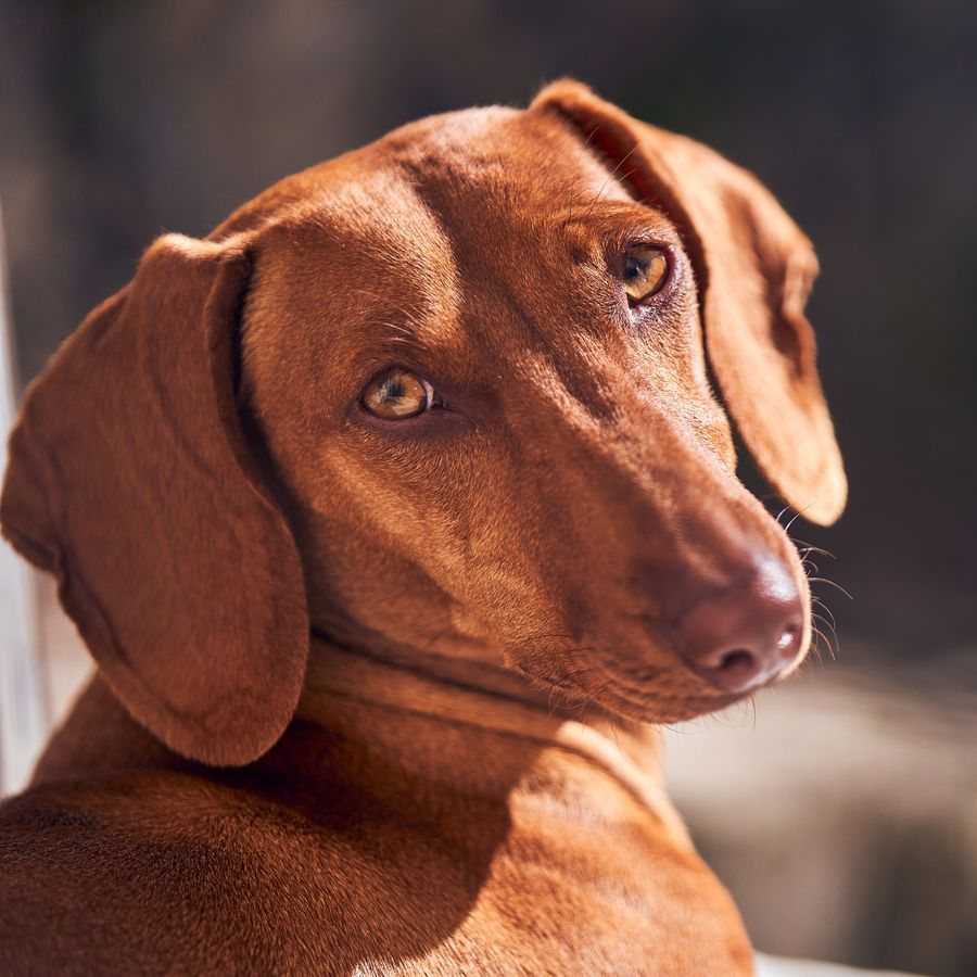 Example stock photo: a red dachshund
