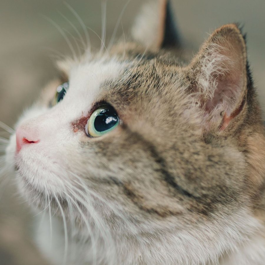 Example stock photo: a tabby and white cat